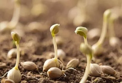 Почему семена плохо всходят? Разбираем две главные ошибки в предпосевной подготовке