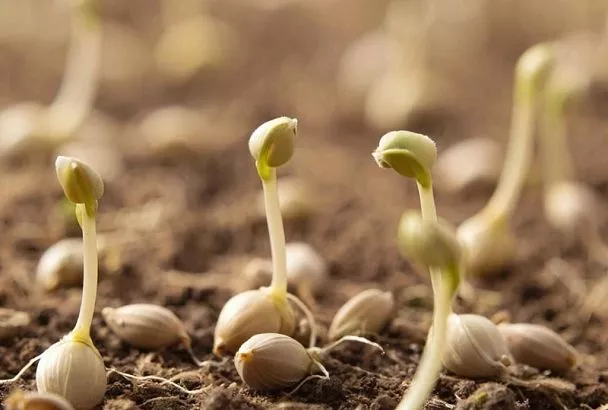 Почему семена плохо всходят? Разбираем две главные ошибки в предпосевной подготовке