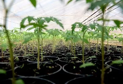 В начале – помидоры, в конце – огурцы: в каком порядке сажать семена овощей для рассады