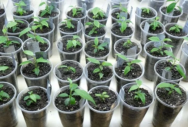 Целебное «холодание»: много лет закаливаю семена – и все соседи завидуют моим дружным всходам