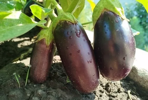 Поливаем баклажаны: почему эта культура требует строгого соблюдения технологии?