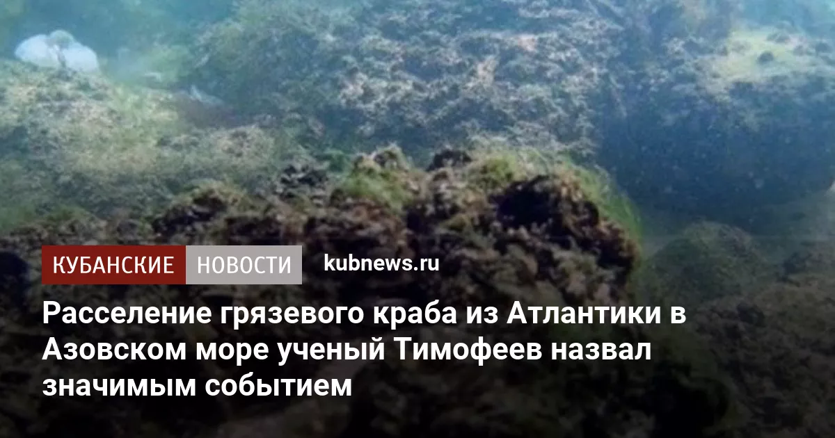 Расселение грязевого краба из Атлантики в Азовском море ученый Тимофеев назвал значимым событием - Кубанские новости