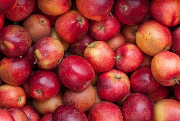 Кубанские ученые создают продукты здорового питания из отходов переработки яблок