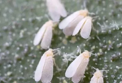 Химия и народная мудрость: как прогнать с огорода белокрылку очень далеко