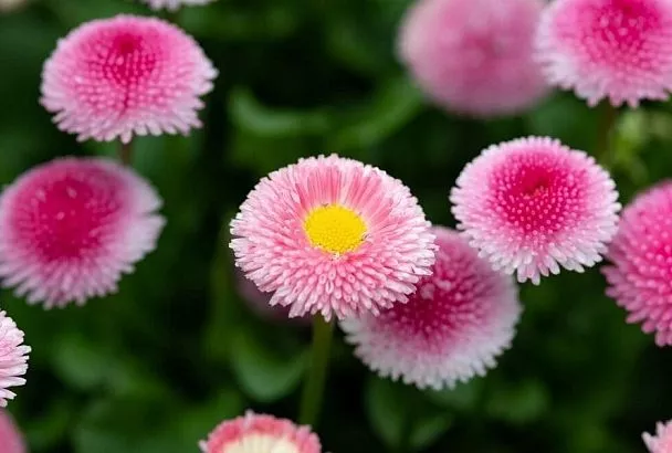 Маргаритки – природные санитары сада: как они улучшают почву и защищают растения