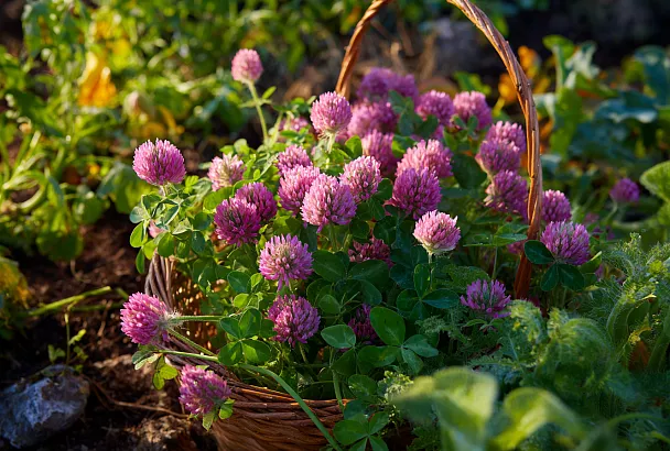 Клевер луговой: живая мульча, сидерат и целебное растение для женщин и мужчин