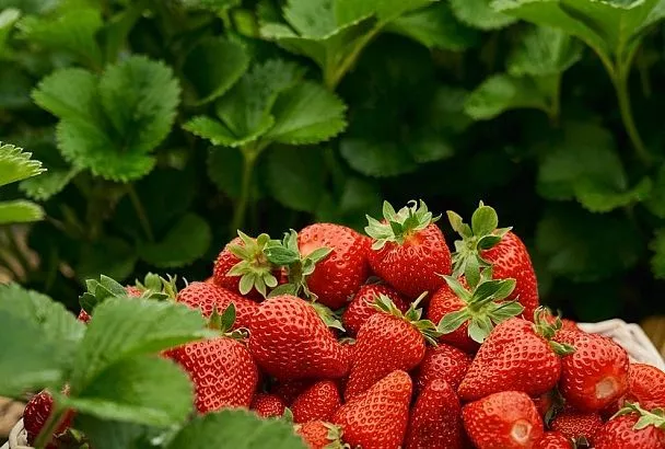 Готовим почву для осенней посадки клубники: 4 обязательных шага в августе