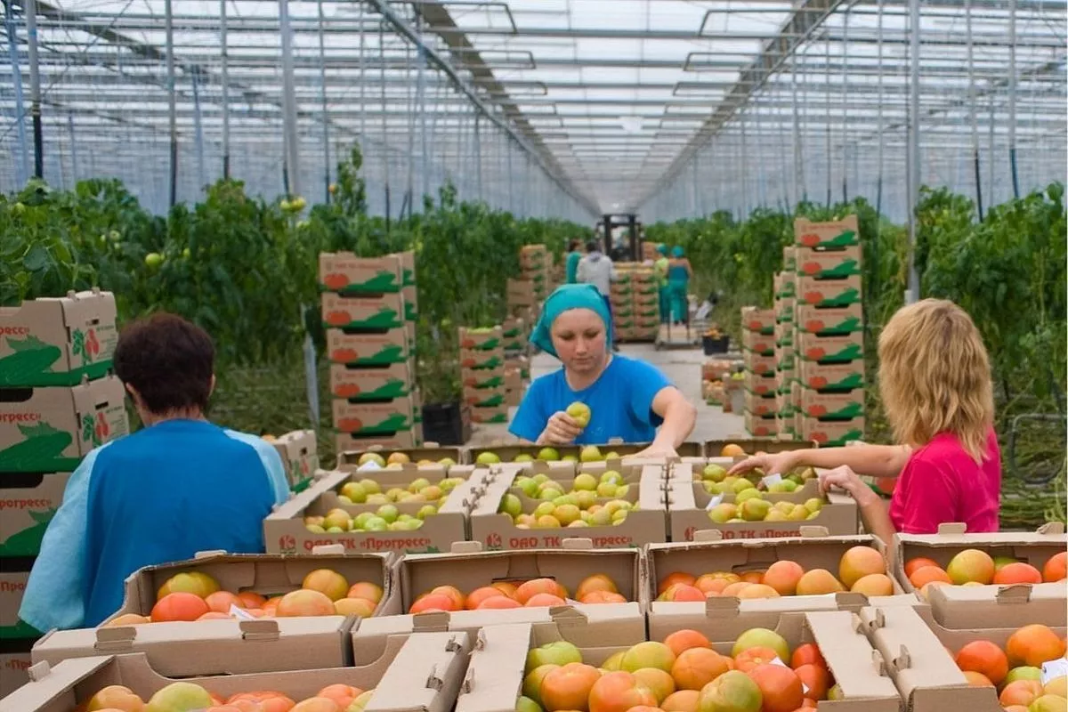 Выращиванием овощей в Краснодарском крае занимаются более двух тысяч фермеров.