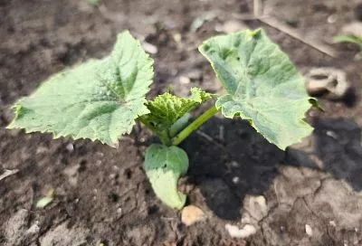 Почему «замерла» рассада огурцов: основные причины и способы реанимации