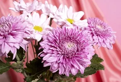 Осенние цветы, которые продлят яркий вид сада