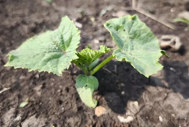 Почему «замерла» рассада огурцов: основные причины и способы реанимации