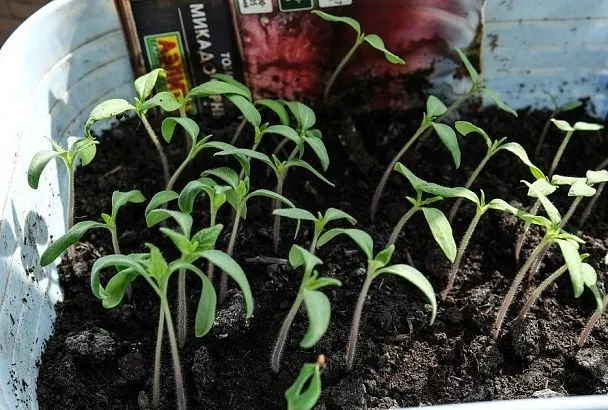 5 основных правил пикировки рассады, которые гарантируют хороший урожай
