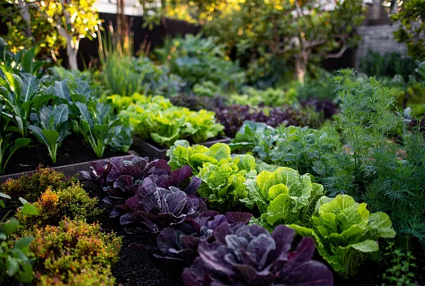 Работы в огороде весной: зелень, фиолетовая капуста и сидераты — красота до самой осени