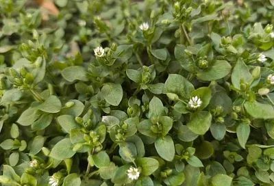 Как избавиться от мокрицы в огороде и что полезного можно сделать с этой травой