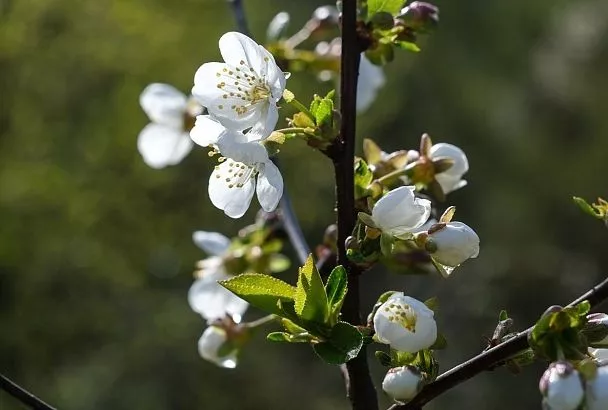20-градусное тепло и без дождей: когда наладится погода на Кубани