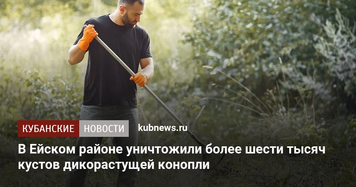 В Ейском районе уничтожили более шести тысяч кустов дикорастущей конопли