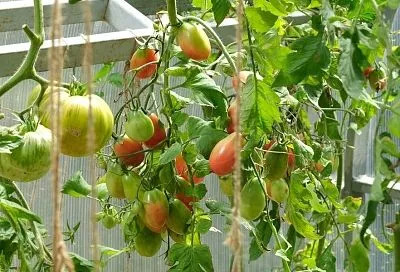 Не выбрасывайте, она пригодится: какую пользу может принести ботва томатов после сбора урожая