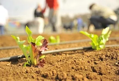 Что посеять на даче уже в 1 апреля в открытый грунт – урожай прет до самой осени
