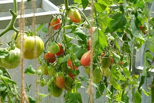 Не выбрасывайте, она пригодится: какую пользу может принести ботва томатов после сбора урожая