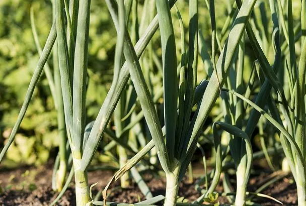  Тля появилась на луке и кабачках: борьба с вредителем в августе на Кубани