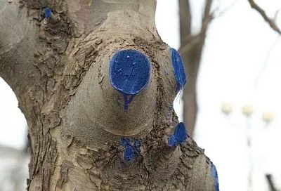 Если на ветке рана: чем лечить дерево после обрезки или поломки