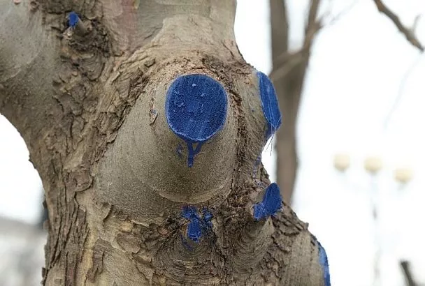 Если на ветке рана: чем лечить дерево после обрезки или поломки