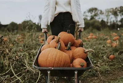 Если Золушке срочно нужна карета: когда семена тыквы необходимо прорастить перед посадкой