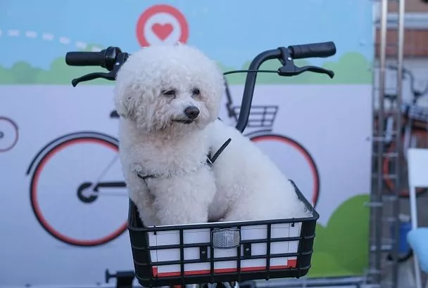 Сочи и Краснодар вошли в топ-5 популярных направлений для отдыха с питомцами в марте