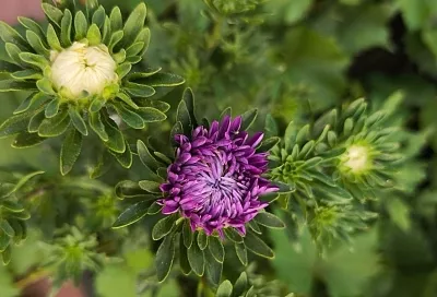 Астры цветут: как продлить этот красивый период, а потом еще и собрать качественные семена