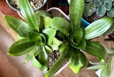 Аптечка для цветов: простой сердечный препарат – лучшая помощь для растений