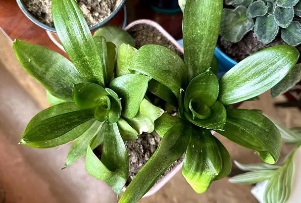 Аптечка для цветов: простой сердечный препарат – лучшая помощь для растений