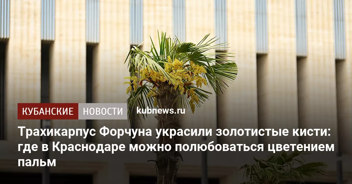 Трахикарпус Форчуна украсили золотистые кисти: где в Краснодаре можно полюбоваться цветением пальм
