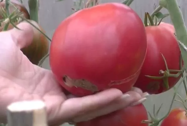 Топ-3 детерминантных сорта томатов: ранний урожай без лишних хлопот