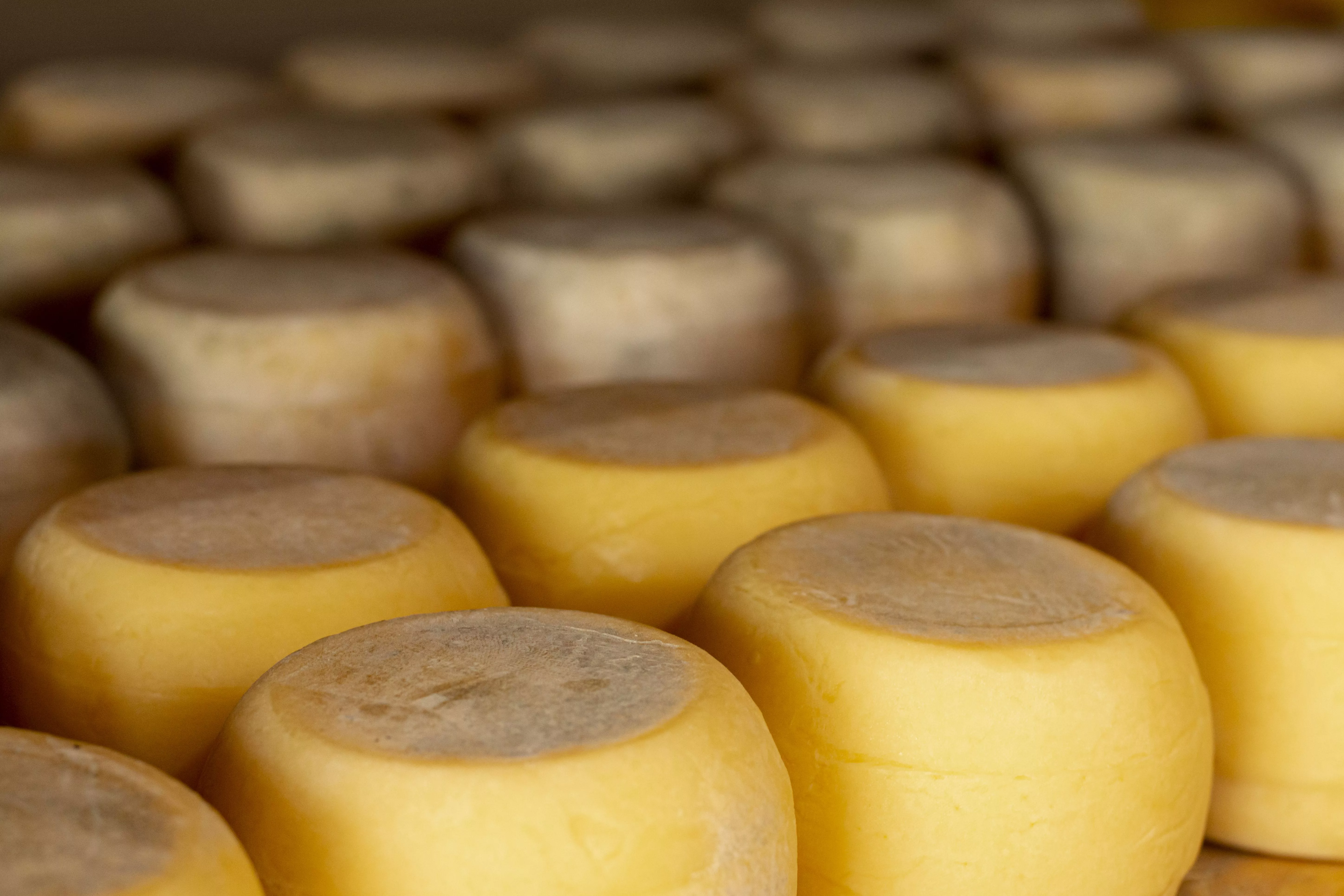 На 17 процентов увеличилось производство сыра на Кубани в 2025 году