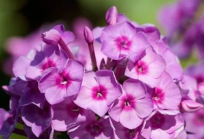 Флоксы многолетние: 5 сортов для райского сада без хлопот — цветут с июля до осени