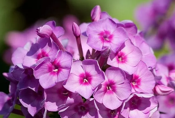 Флоксы многолетние: 5 сортов для райского сада без хлопот — цветут с июля до осени