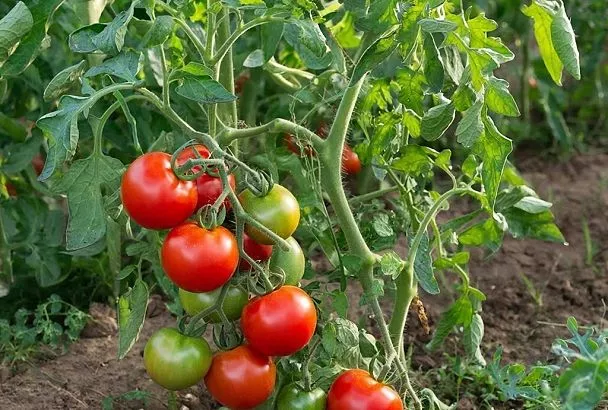 В ноябре в компост добавляю необычный компонент. А в сезон мои помидоры вырастают на треть  крупнее, а плоды слаще сахара