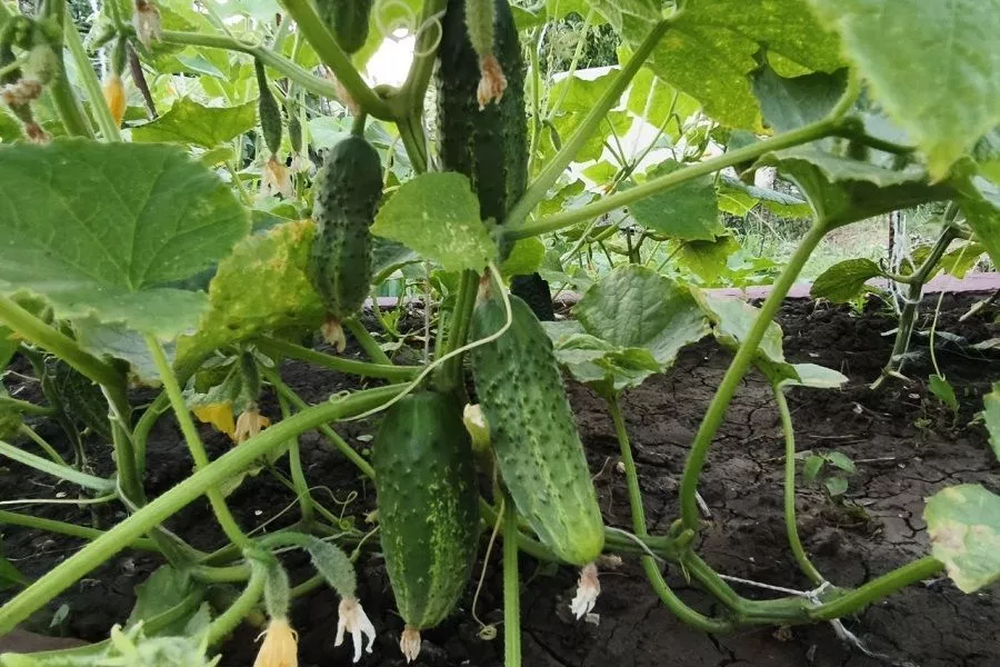 Калий в жару для огурцов – первое средство: спасаем урожай подкормкой и не только