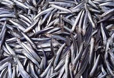 Крымский ученый выяснил, что анчоус в Черном море живет не по климатическим правилам