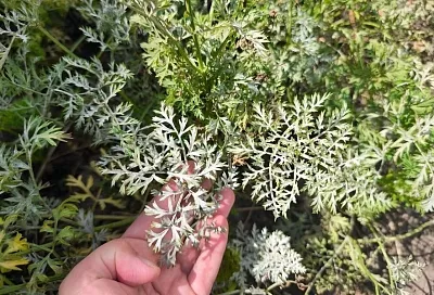 Осенью на ботве морковки появился белый налет: шанс спасти урожай еще есть 