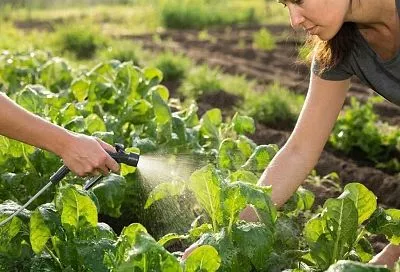 Валидол и аспирин для вашего сада: избавьтесь от вредителей с помощью таблеток из аптеки 