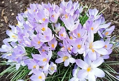 Приближаем весну: 5 луковичных, которые стоит посадить осенью