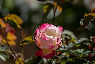 Обработал розы осенью этими препаратами — и весной сильные кусты с идеальными бутонами