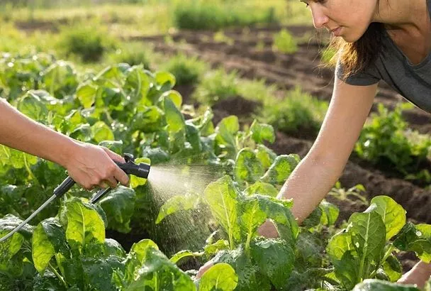 Валидол и аспирин для вашего сада: избавьтесь от вредителей с помощью таблеток из аптеки 
