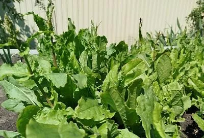 Вот такая вот вечная молодость: когда лучше всего обновлять посадки щавеля