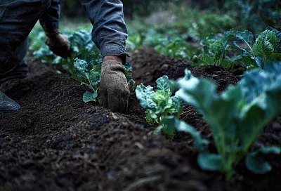 Почва была мертва. А потом я дал микробам рисовой воды