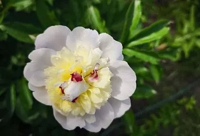 Сажаем пионы правильно: сделай так и поразишься обилию цветения в следующем году 