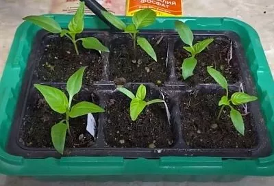 На всходах перца первые листочки? Сразу поливайте их этим раствором (1 ч. л. под куст) вместо воды