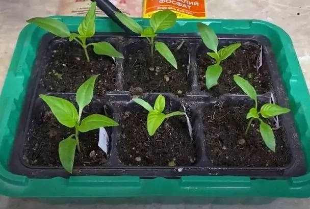 На всходах перца первые листочки? Сразу поливайте их этим раствором (1 ч. л. под куст) вместо воды