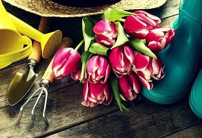 Как выбрать луковицы тюльпанов в августе — секрет пышного цветения 